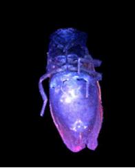 Цветное катодолюминесцентное изображение мухи.Размер поля сканирования 5х6.25 мм