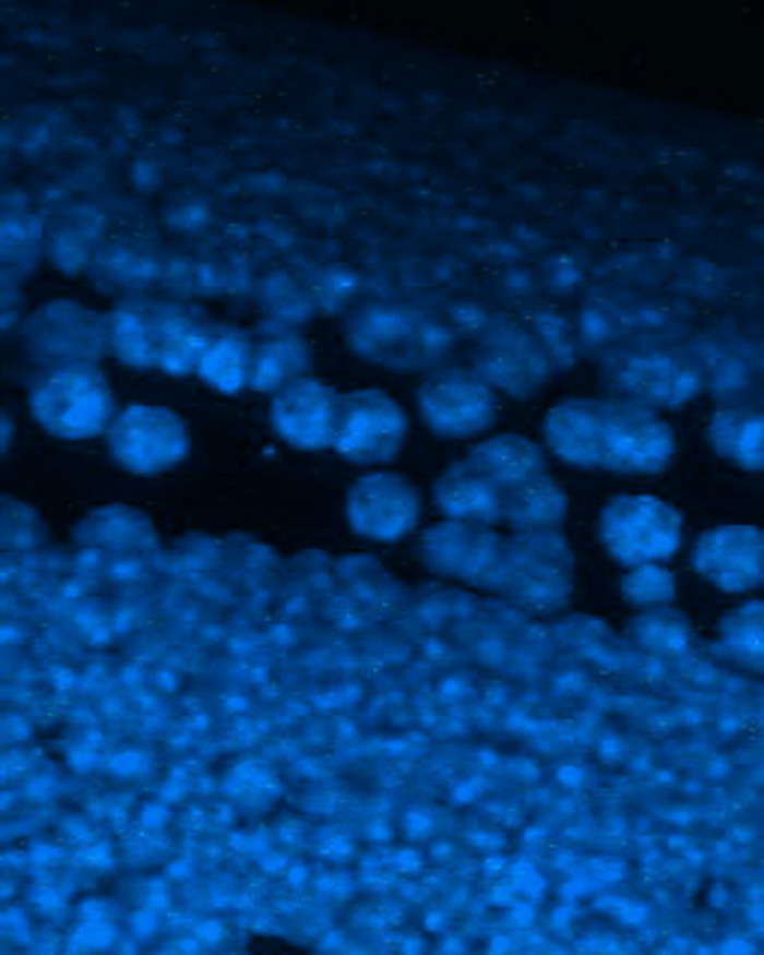 Цветное катодолюминесцентное изображение алмазной пленки выращенной на вольфрамовой проволоке (голубым светятся микрокристаллы алмаза, вольфрам не люминесцирует).
